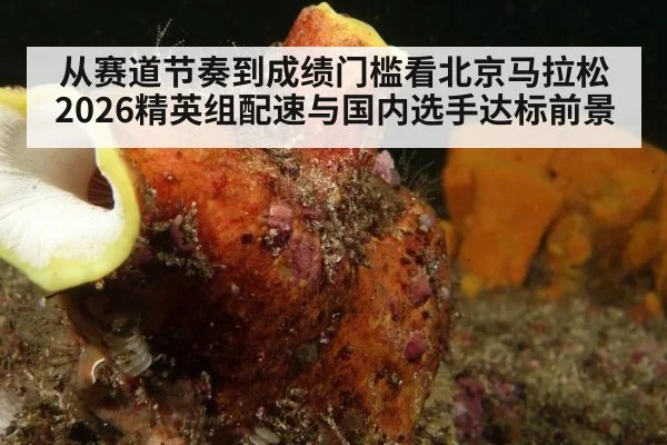 从赛道节奏到成绩门槛看北京马拉松2026精英组配速与国内选手达标前景（jiuyou game）